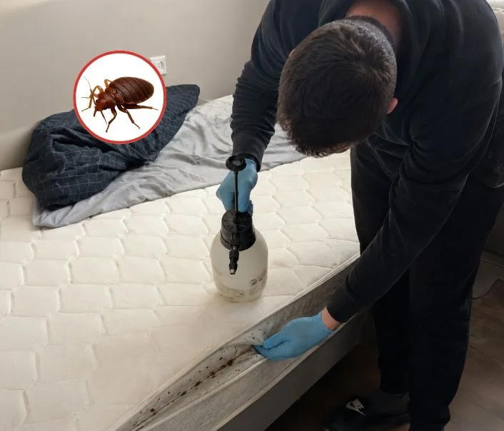 Technicien traitant un matelas contre les punaises de lit à Nogent-sur-Marne